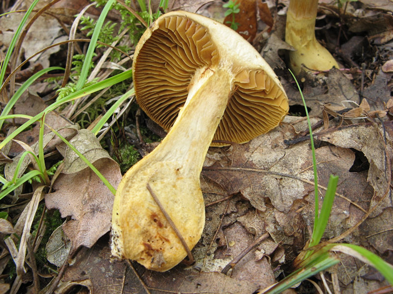 Cortinarius